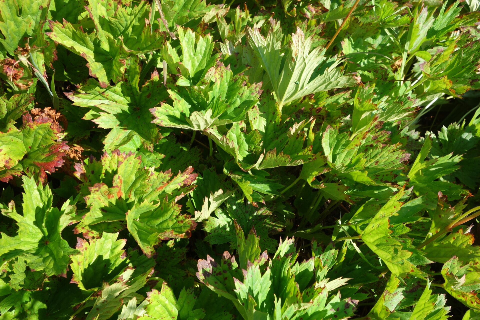 Boykinia major — related species from the same genus