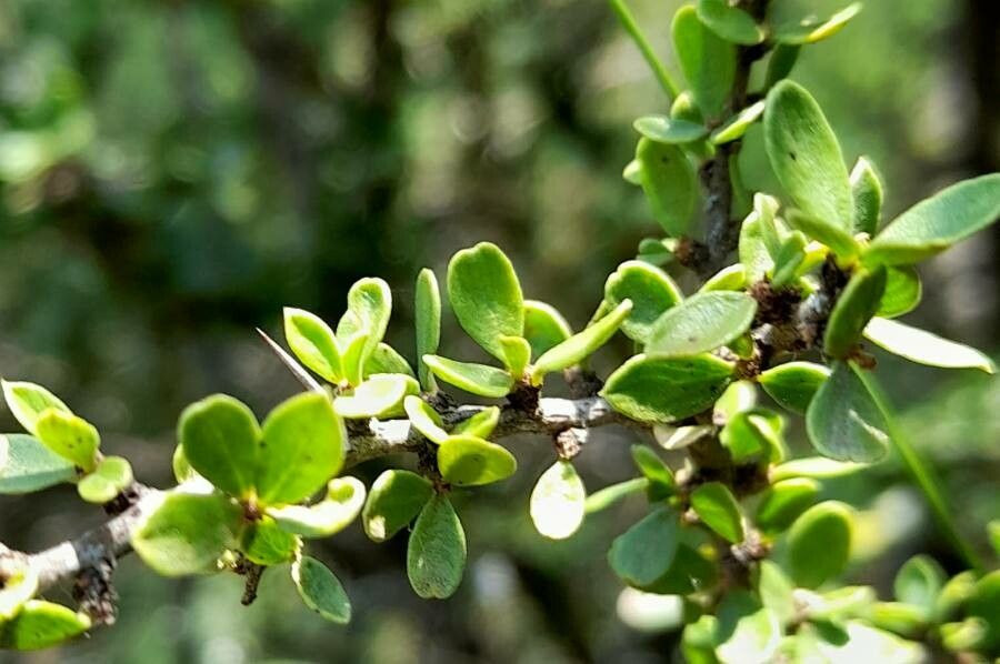 Condalia microphylla leaf