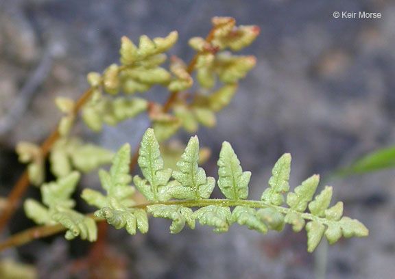 Woodsia oregana leaf