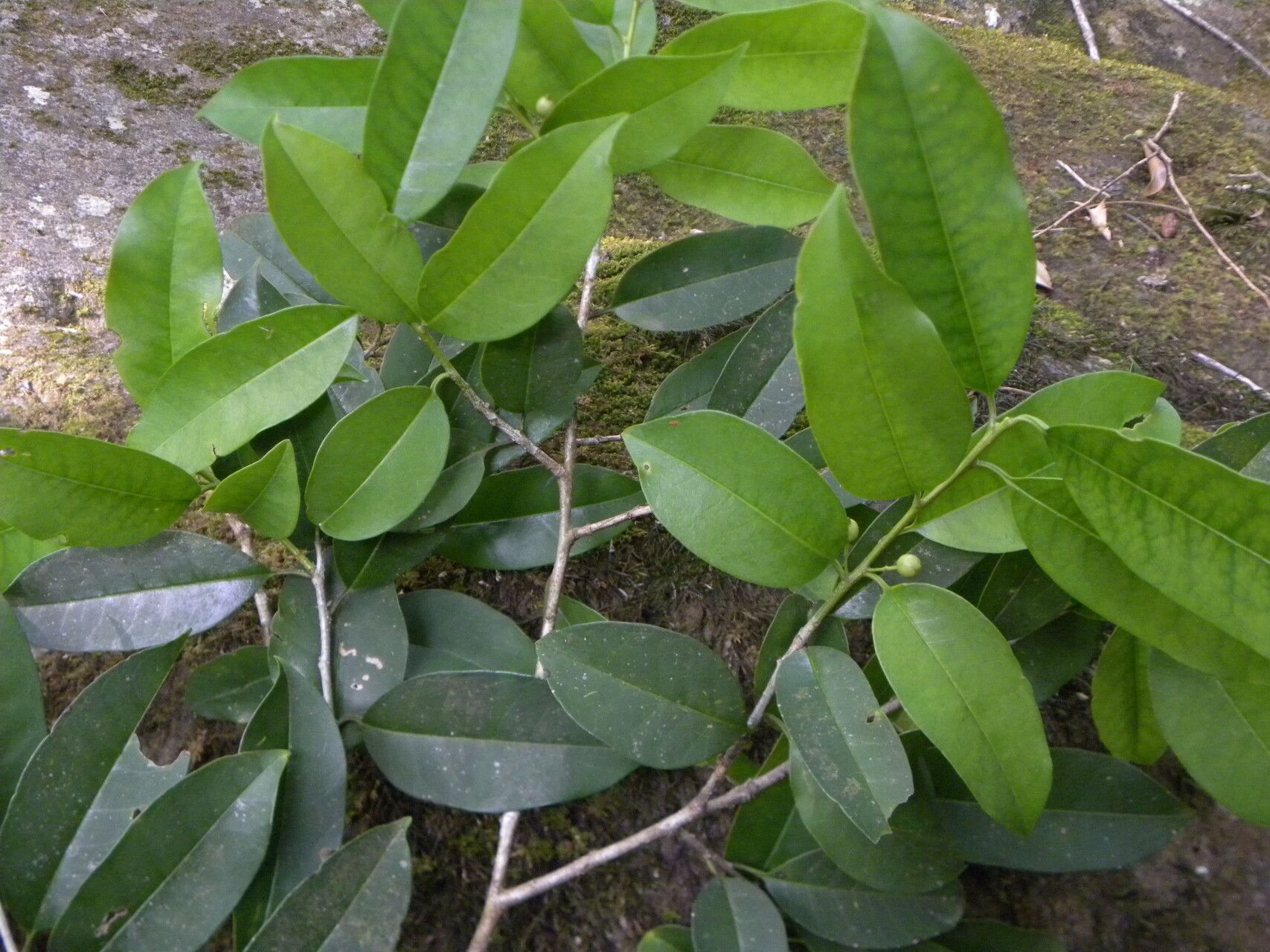 Ilex haberi habit