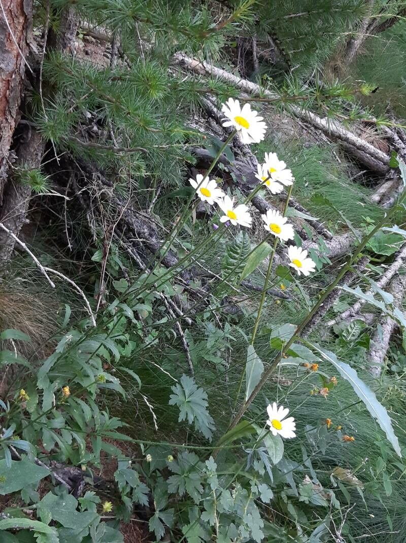 Leucanthemum subglaucum habit