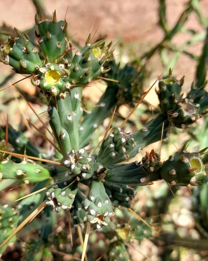 Cylindropuntia kleiniae — houseplant care guide