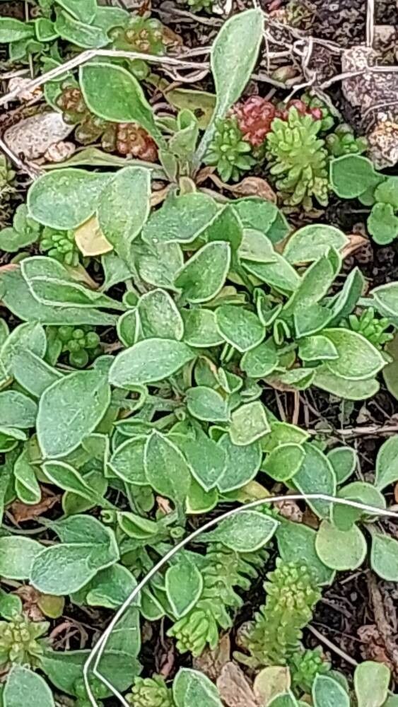 Erigeron flagellaris leaf