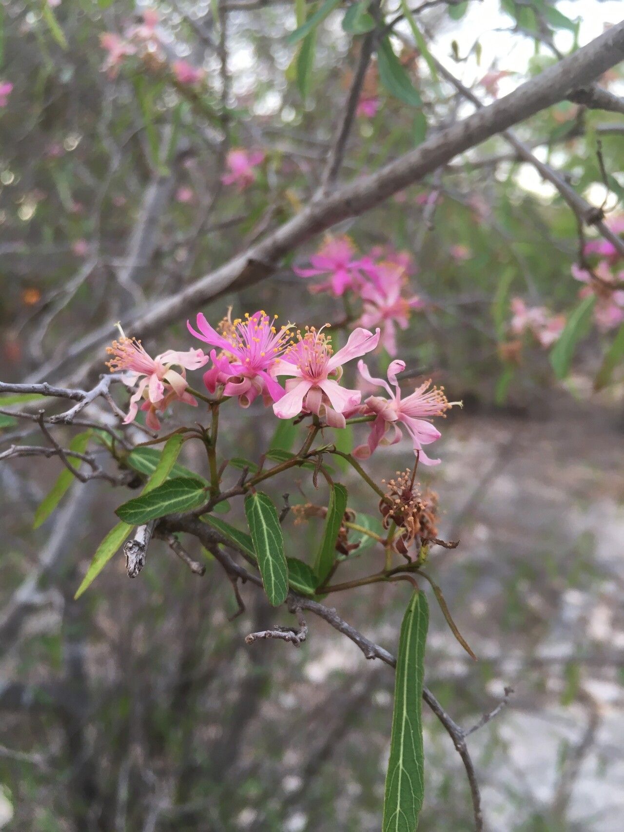 Grewia grevei — search result for 'Grewia'