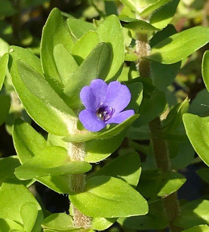 Bacopa caroliniana flower