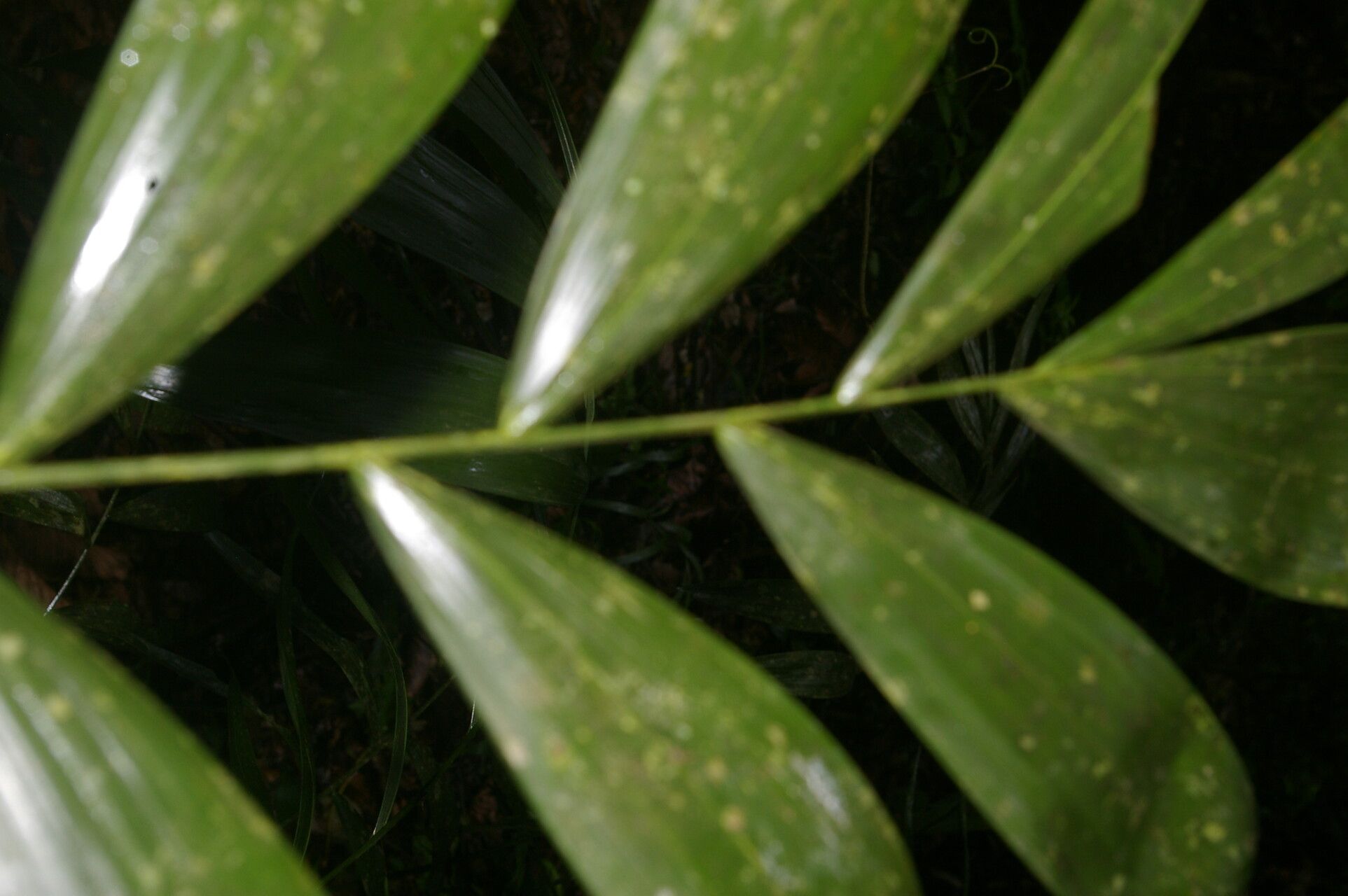 Neonicholsonia watsonii — search result for 'Nicaragua'