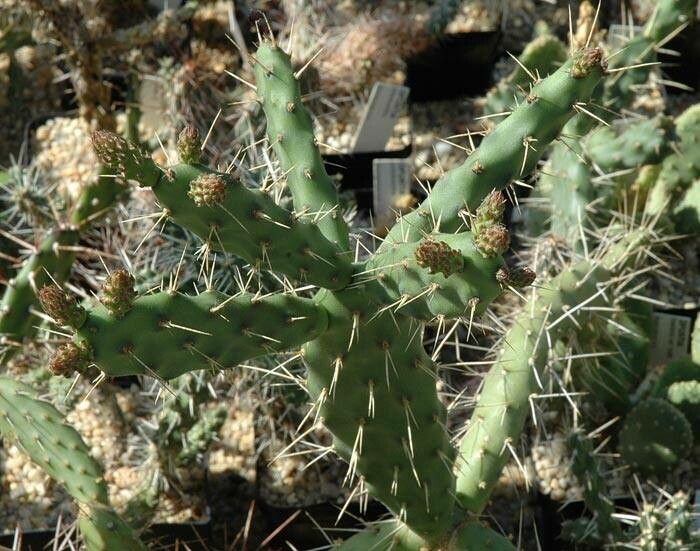 Opuntia bakeri — houseplant care guide