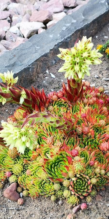 Sempervivum grandiflorum flower