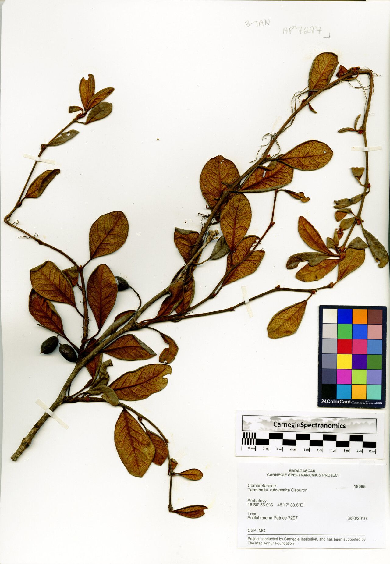 Terminalia rufovestita — houseplant care guide