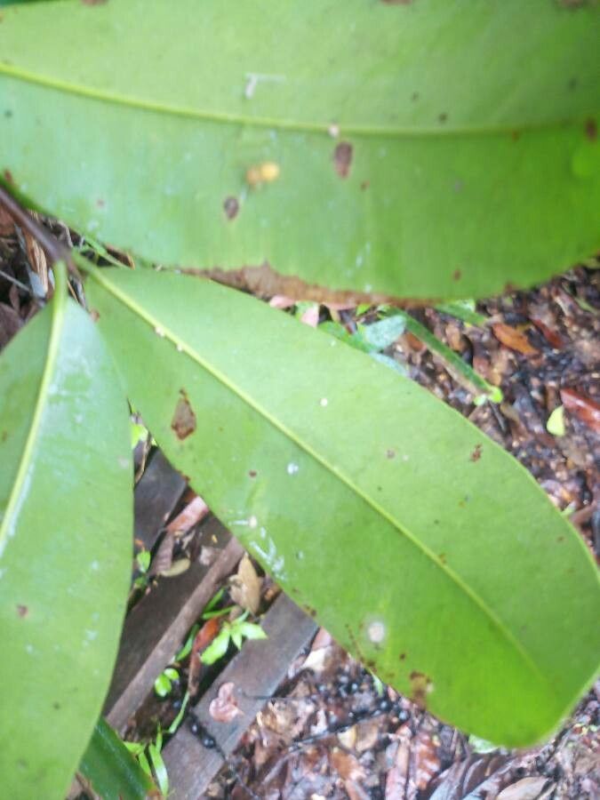 Platonia insignis leaf