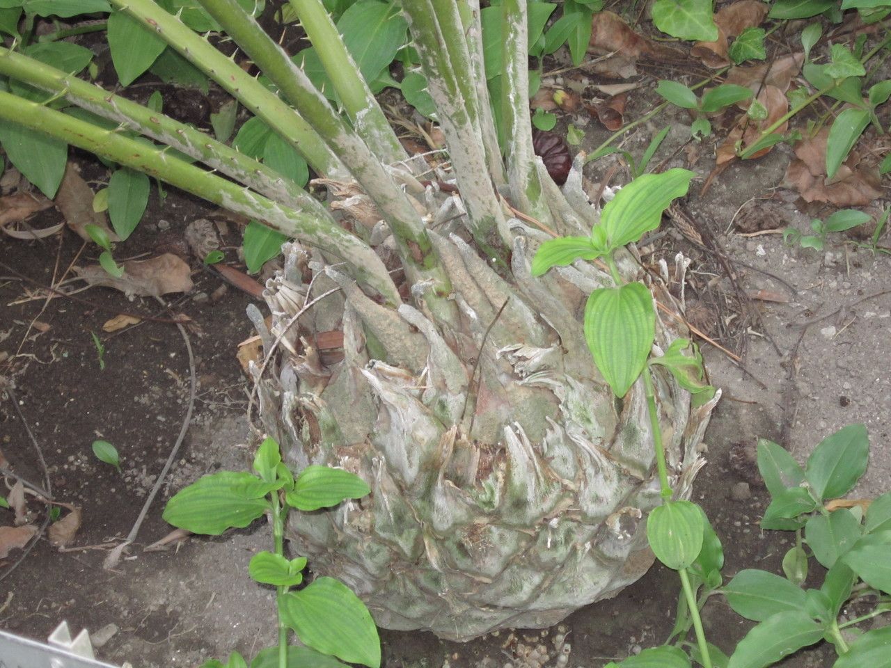 Encephalartos munchii bark