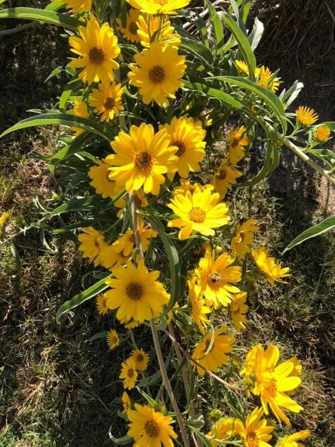 Helianthus grosseserratus