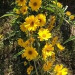 Helianthus grosseserratus