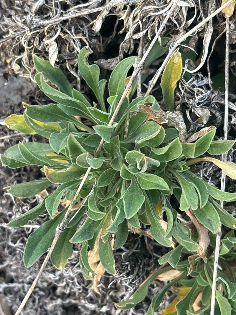 Silene berthelotiana — houseplant care guide