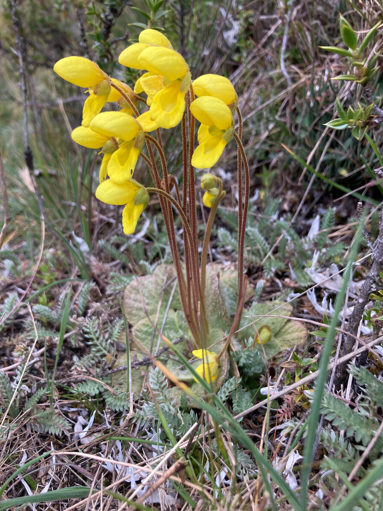 Calceolaria scapiflora flower