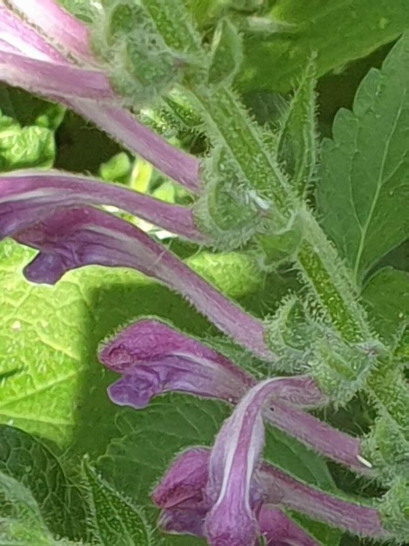 Scutellaria columnae flower