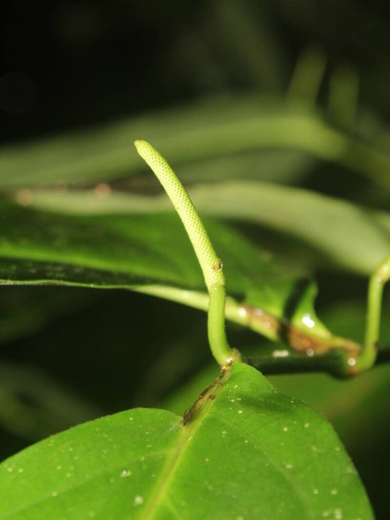 Piper corozalanum flower