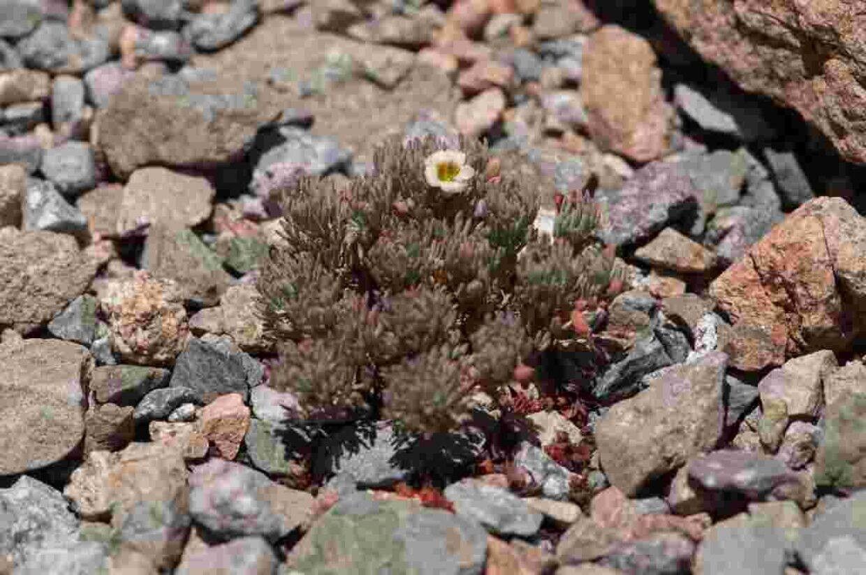 Oxalis caerulea habit