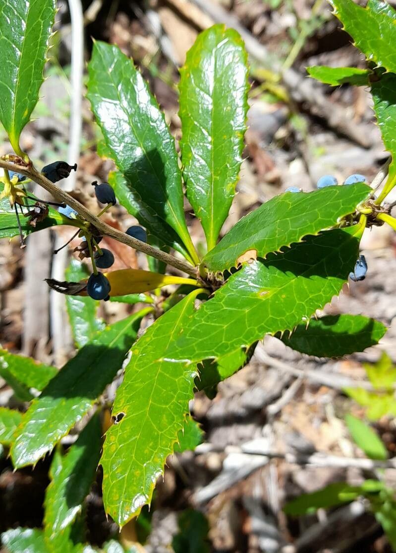 Berberis serratodentata — search result for 'Berberis'