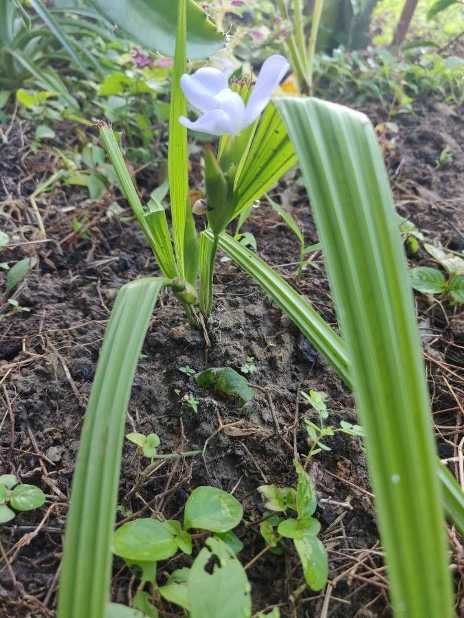 Cipura paludosa — search result for 'Melastomataceae'