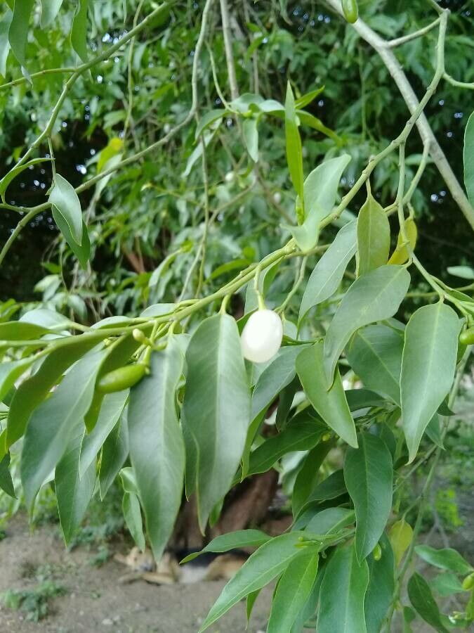 Vallesia glabra — search result for 'Peru to Bolivia'