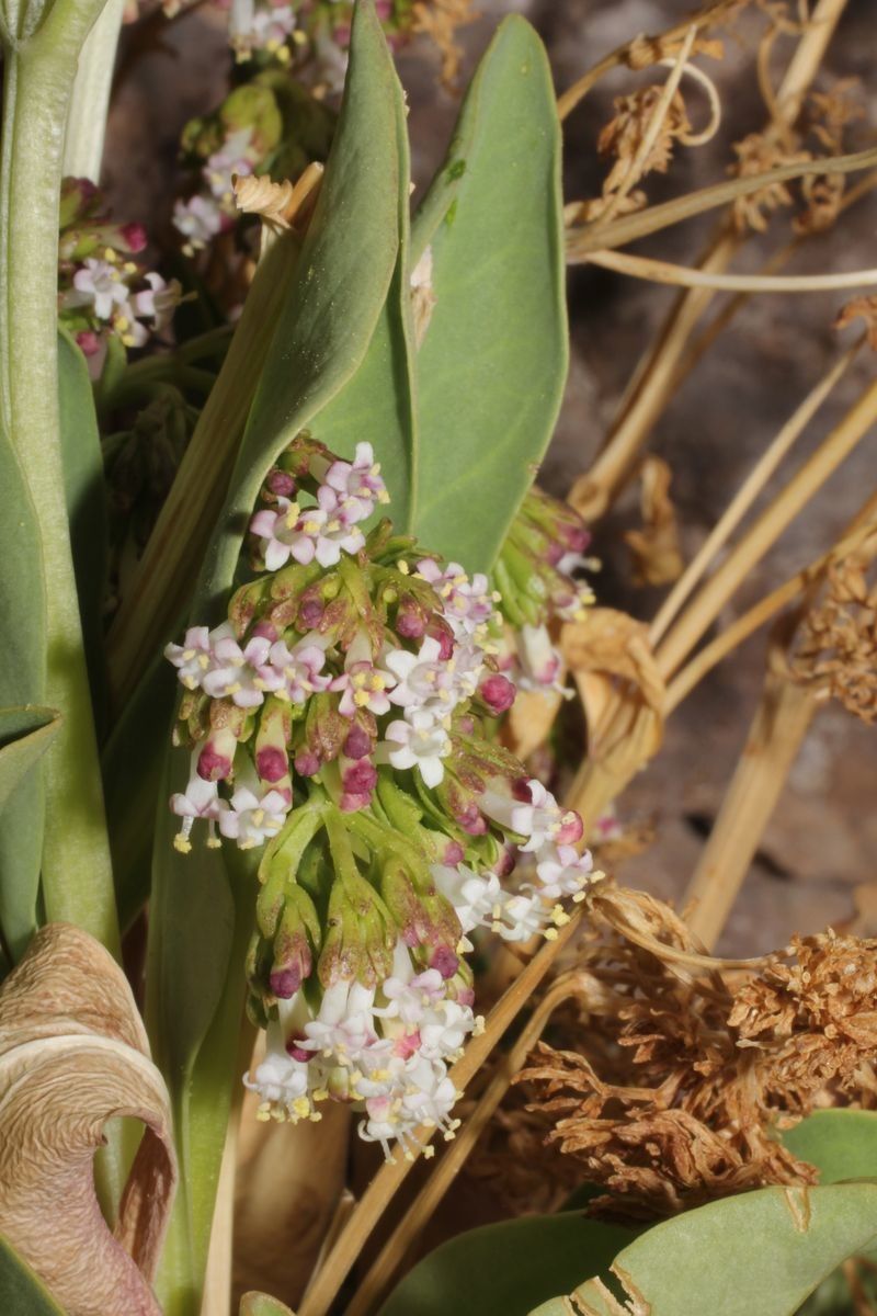 Valeriana urbanii flower