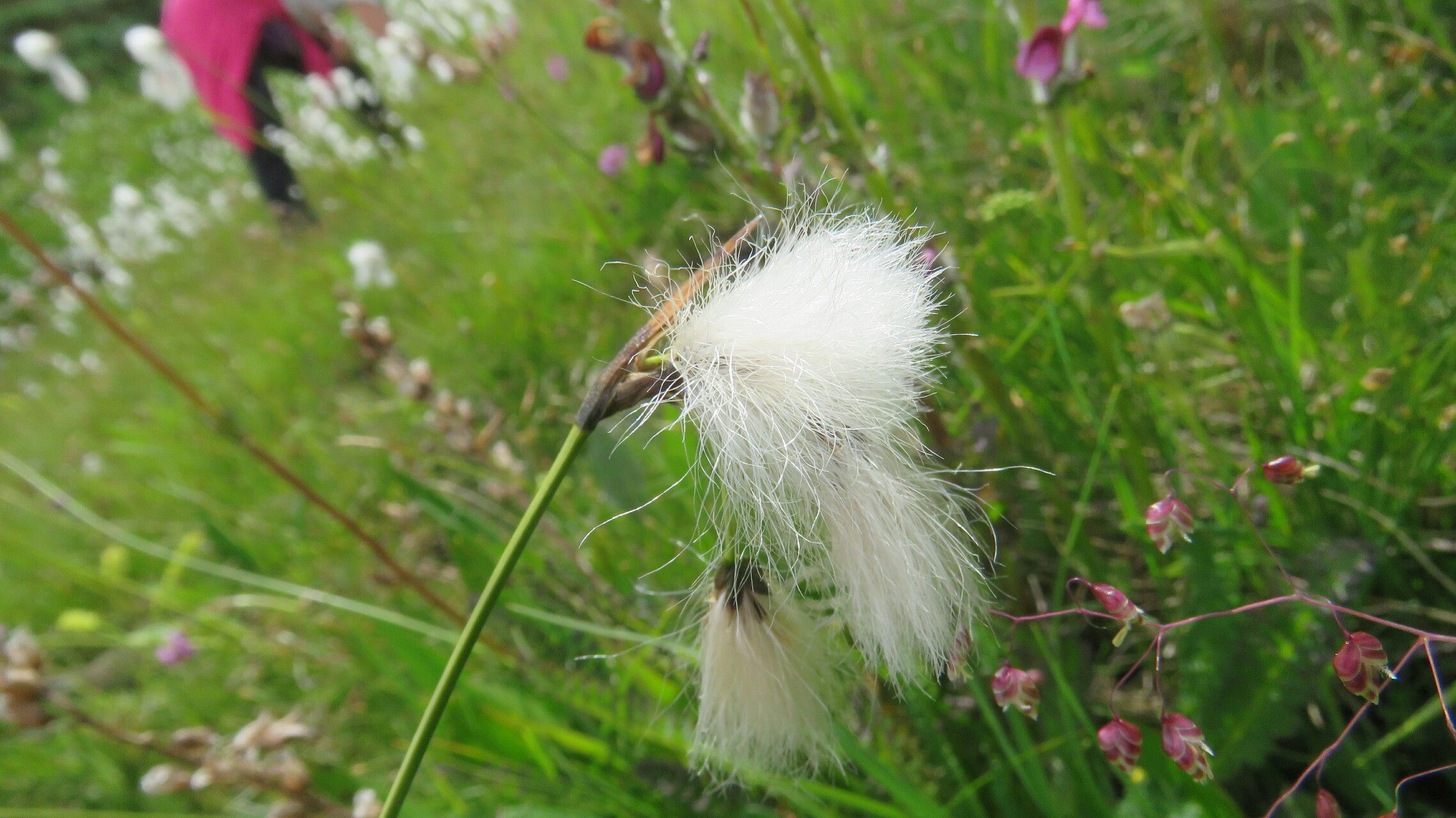 Eriophorum latifolium flower