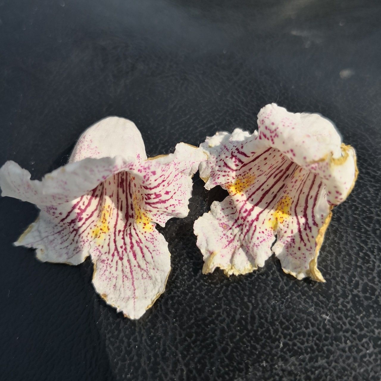 Catalpa bungei flower