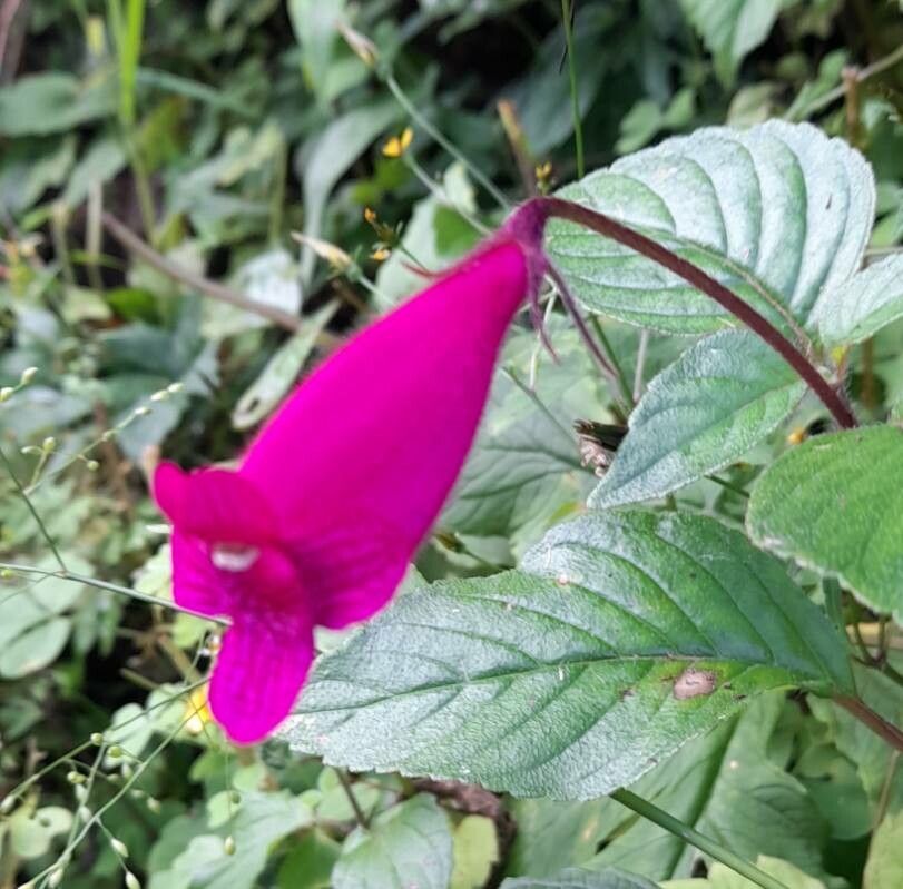 Gloxinia gymnostoma flower