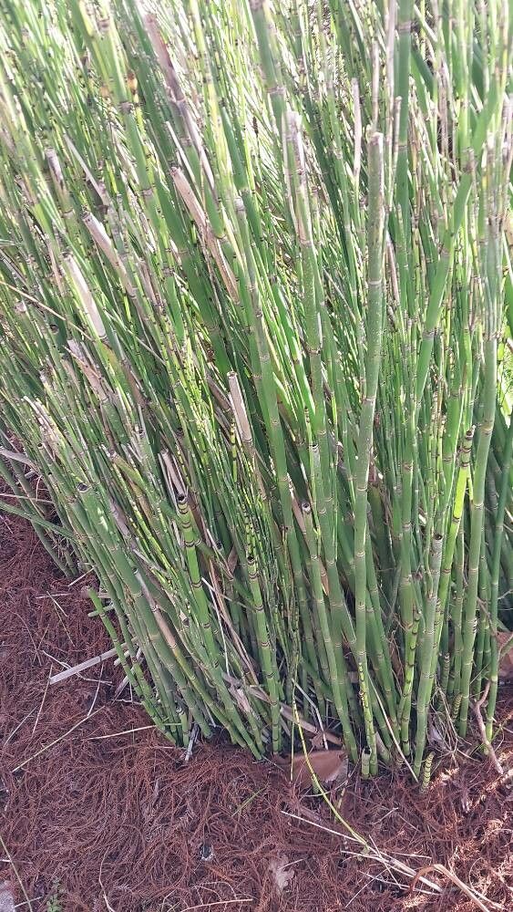Equisetum × ferrissii — search result for 'Equisetum'