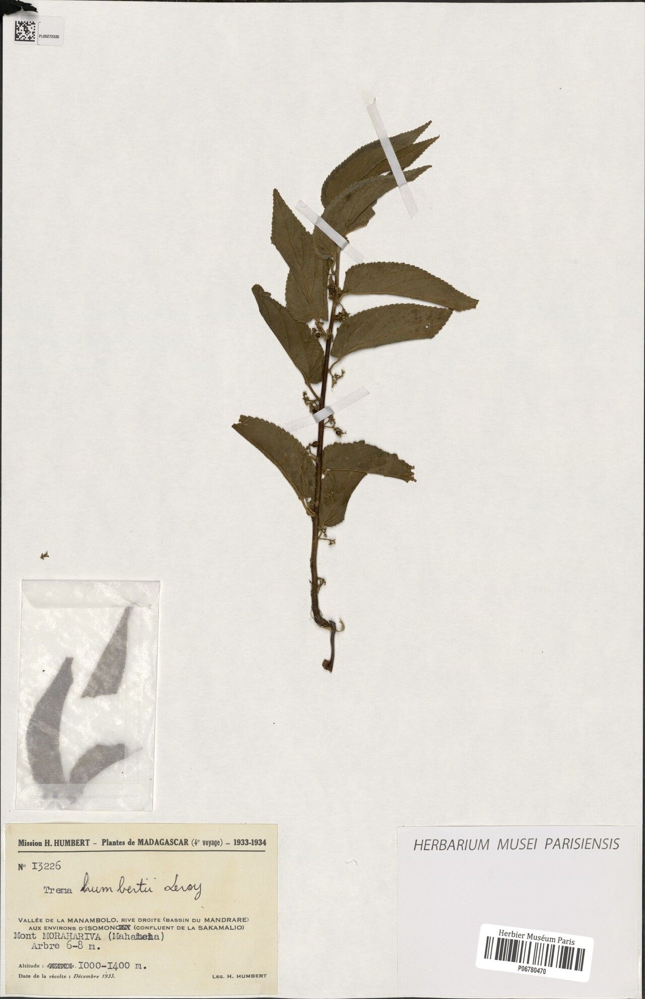 Trema humbertii — related species from the same genus