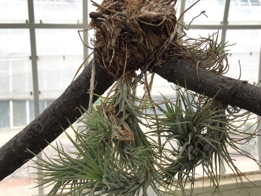 Tillandsia funckiana