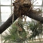 Tillandsia funckiana