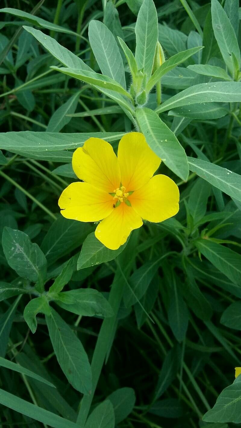 Oenothera cambrica flower