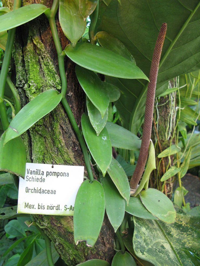 Vanilla pompona habit