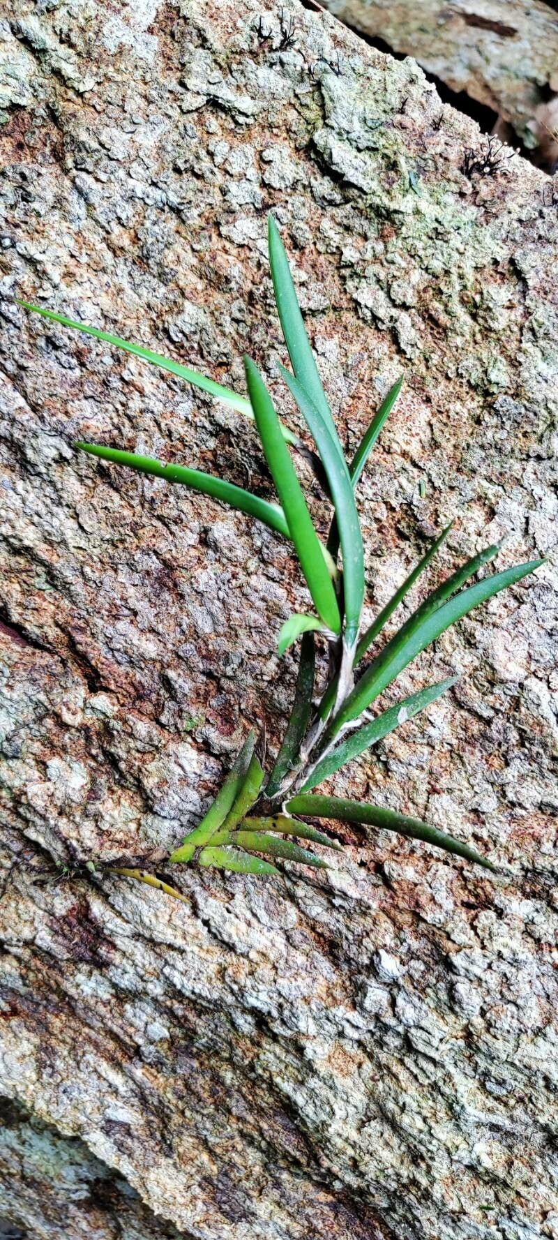 Polystachya mystacioides habit
