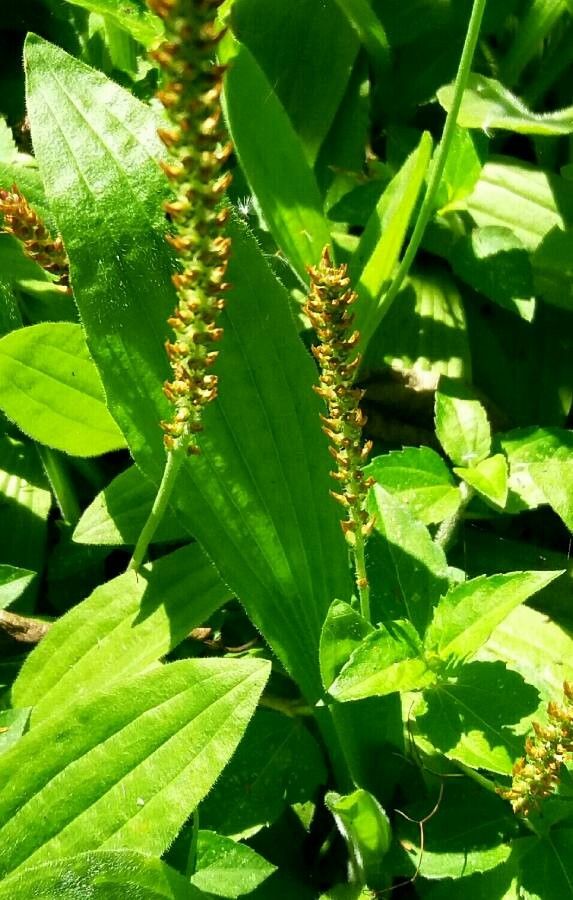 Plantago australis flower