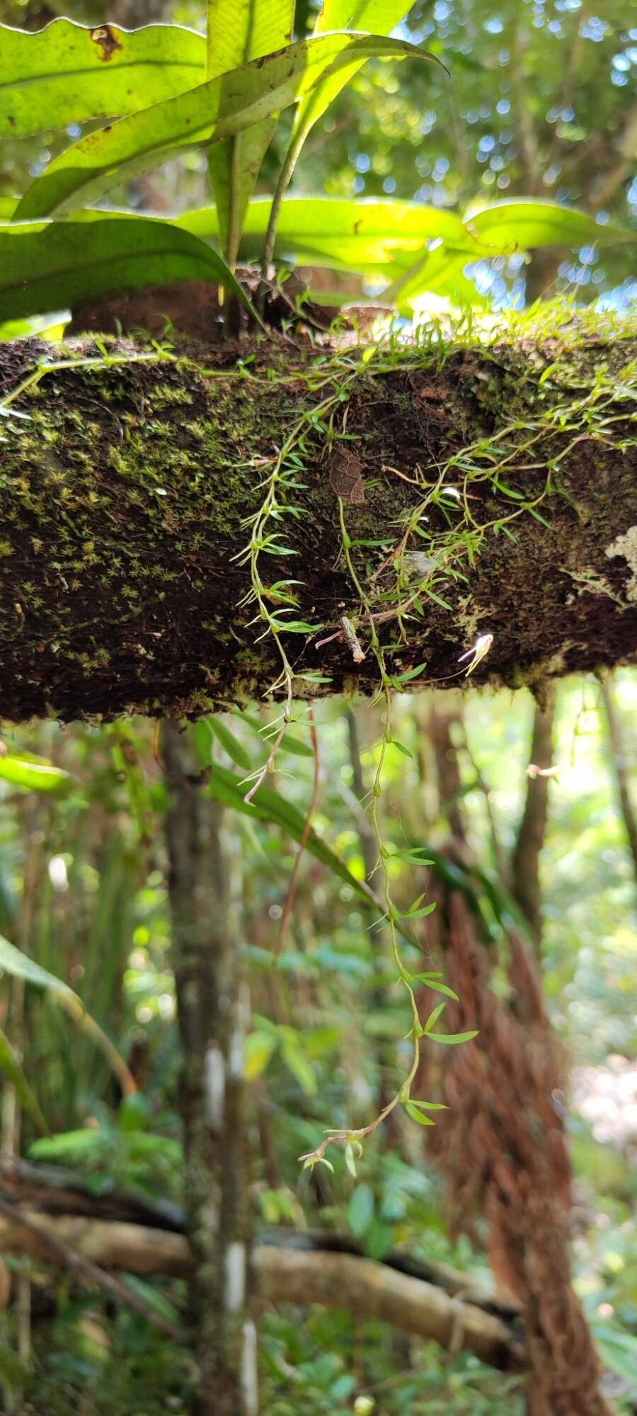 Bulbophyllum perpusillum habit