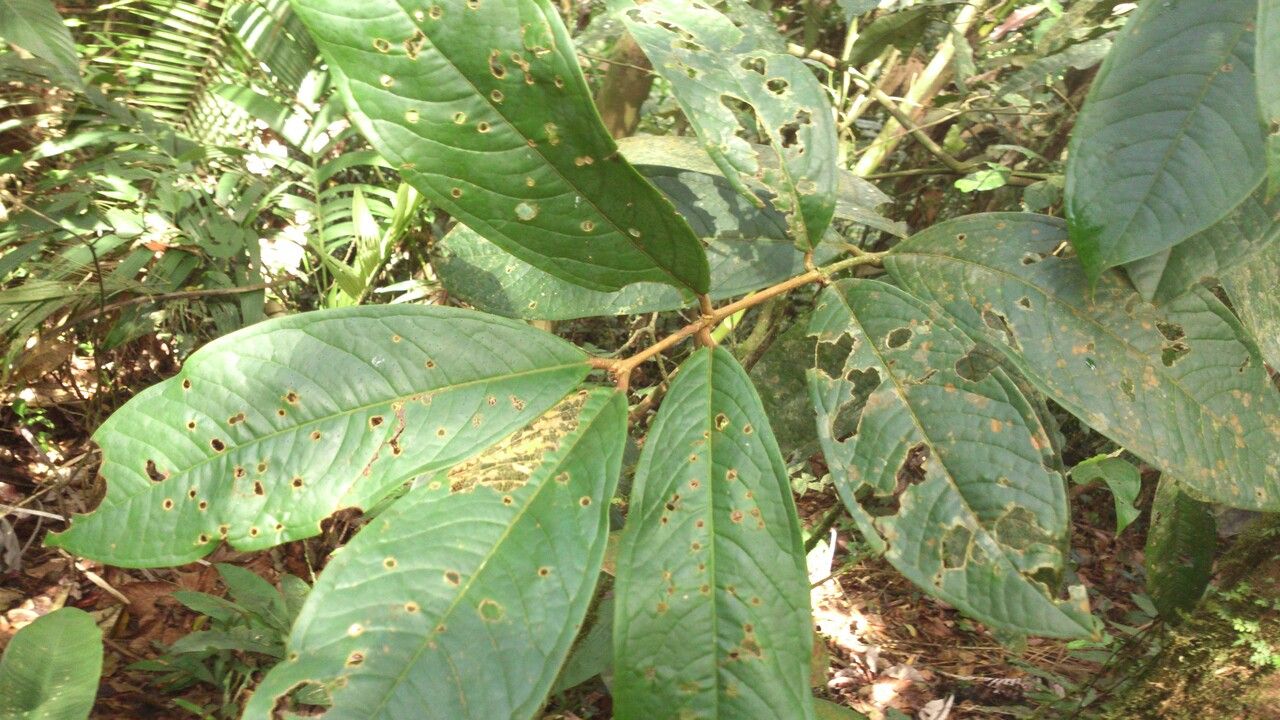 Eugenia hartshornii — houseplant care guide