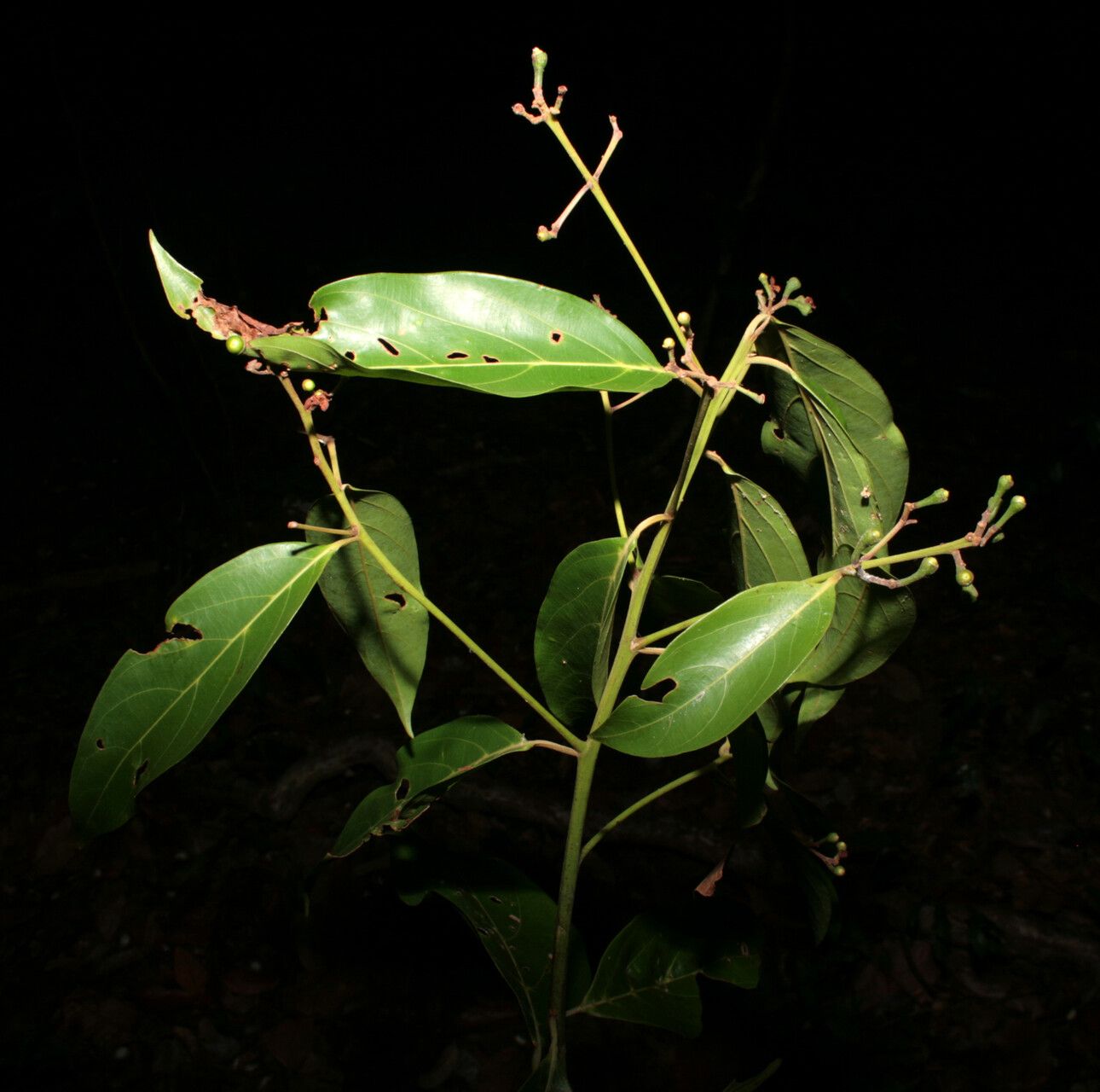 Nectandra amazonum other