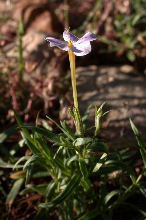 Phlox dolichantha habit
