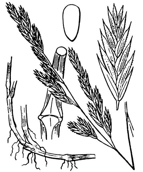 Festuca arenaria other