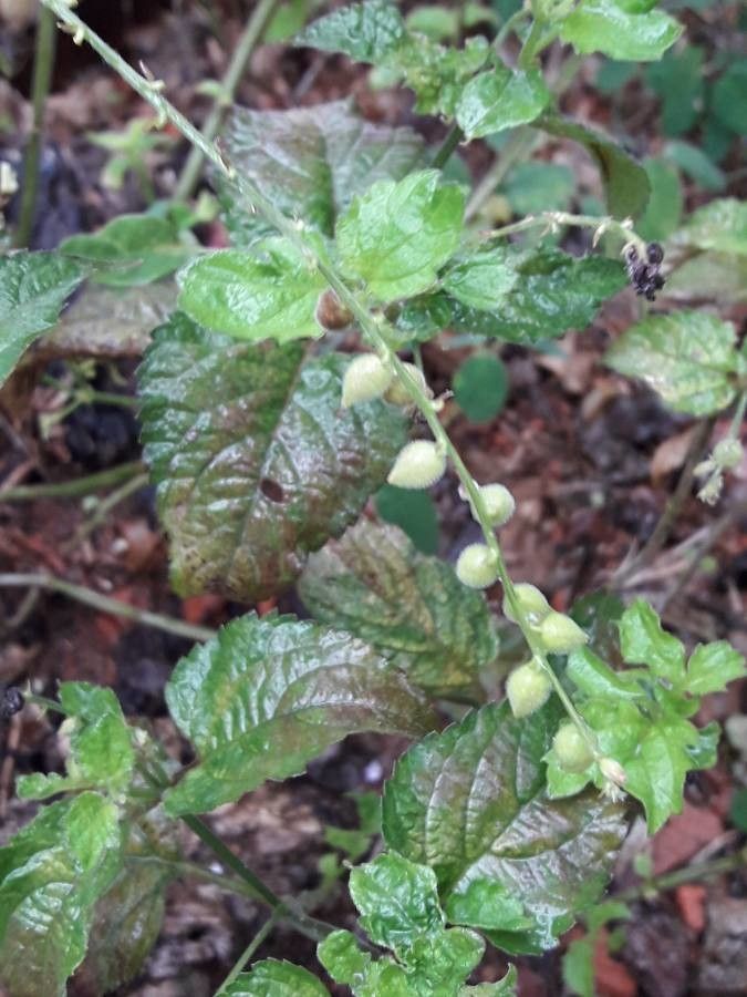 Priva lappulacea fruit