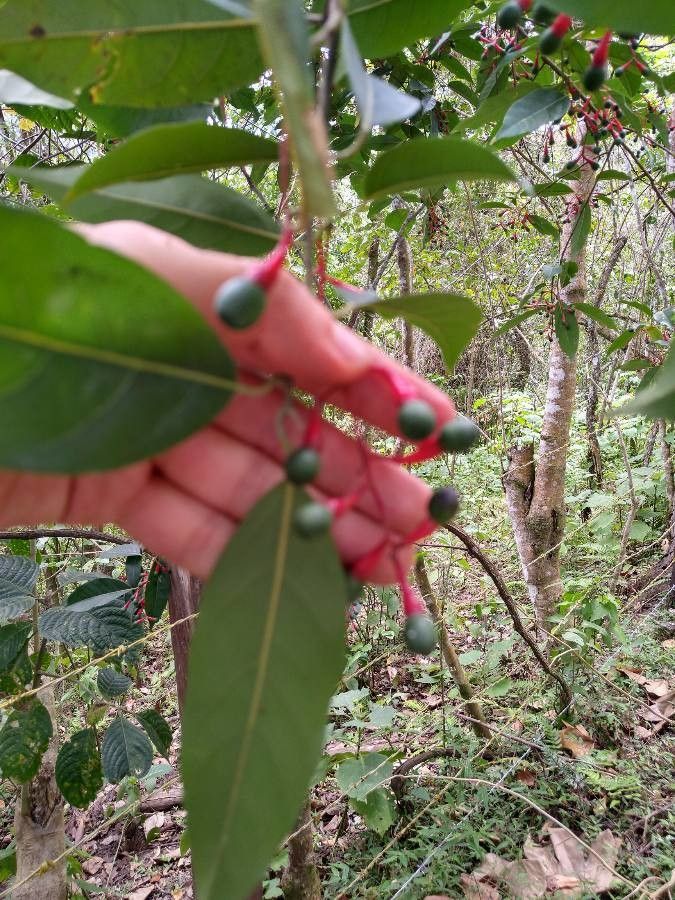 Ocotea puberula fruit