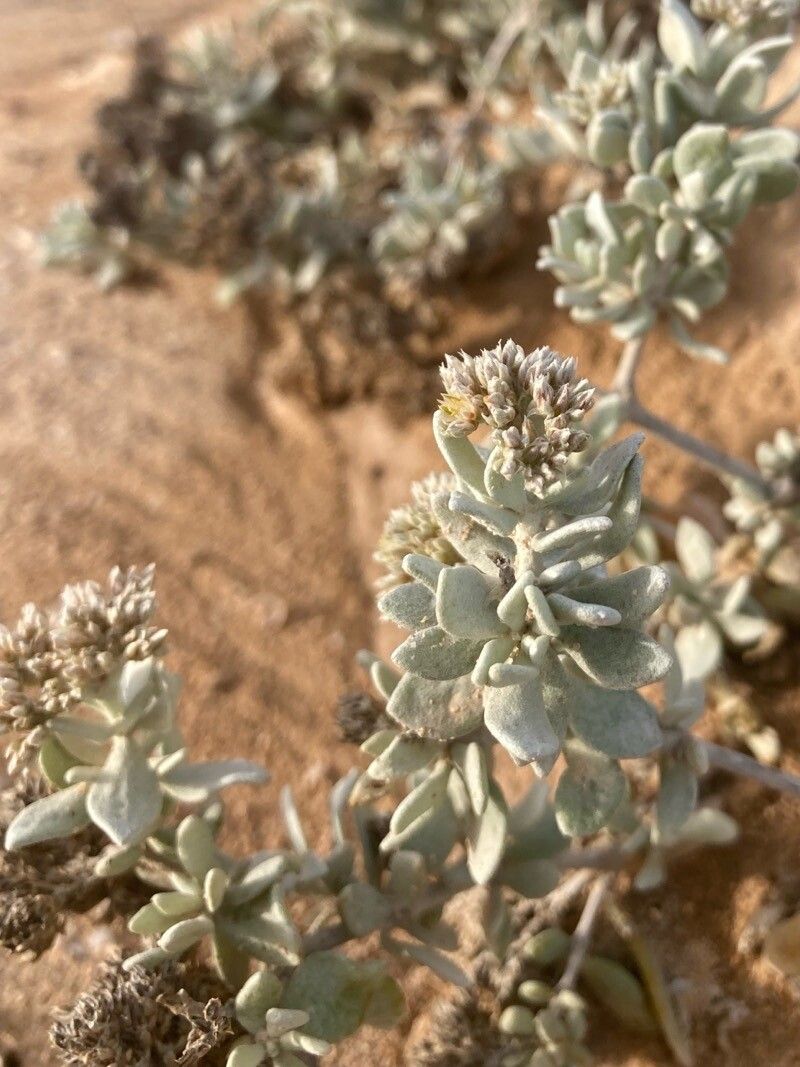 Polycarpaea nivea flower