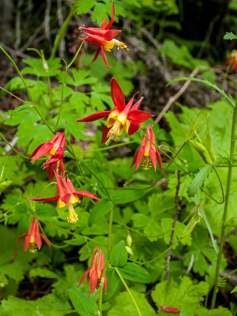 Aquilegia formosa habit