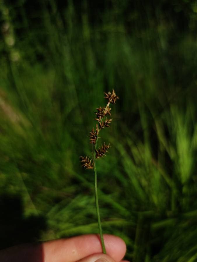 Carex elongata flower