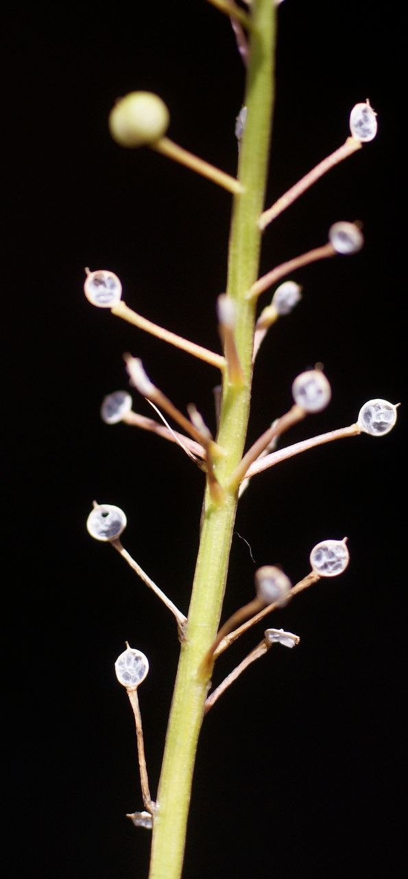 Cochlearia officinalis fruit