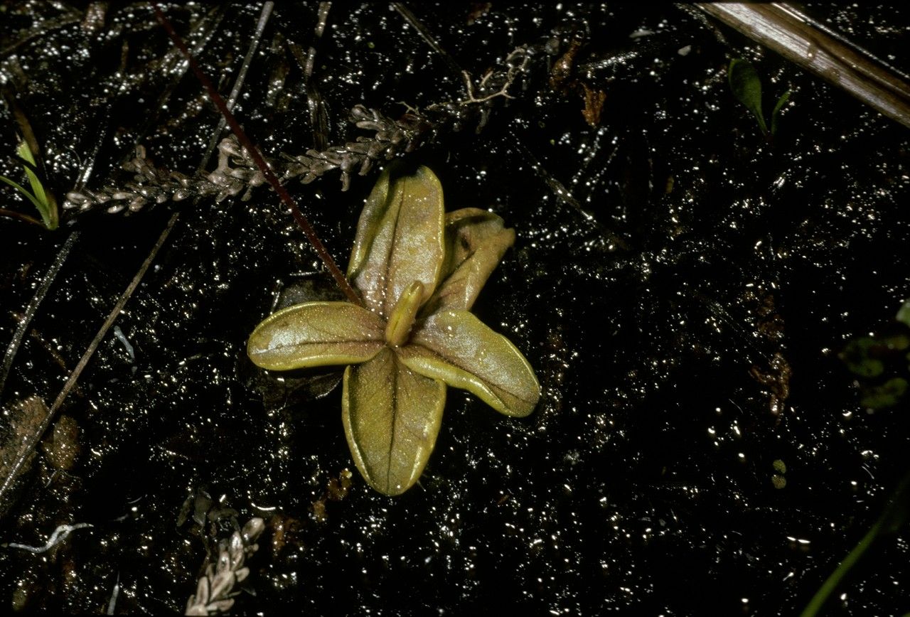 Pinguicula chilensis habit