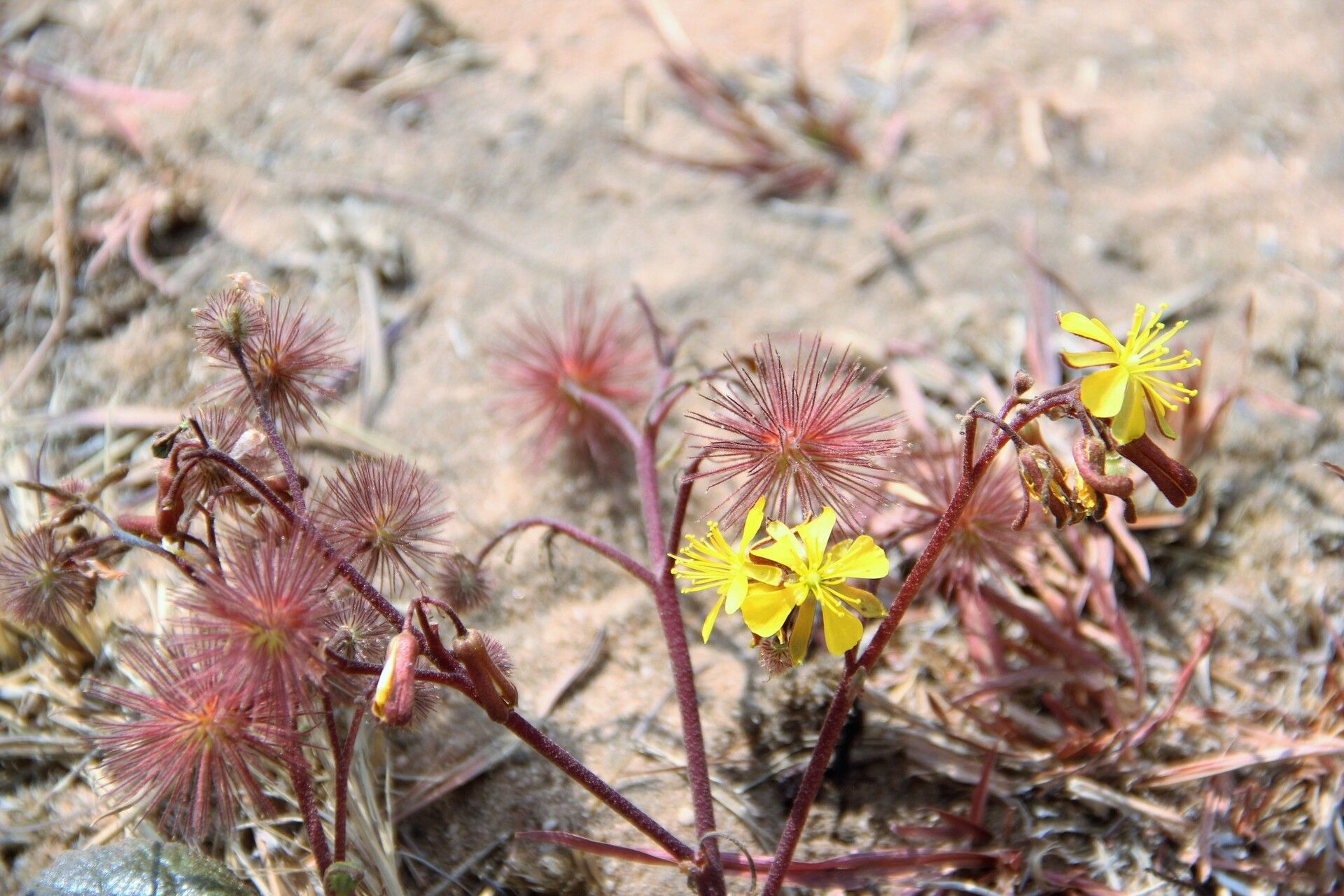 Triumfetta geoides habit